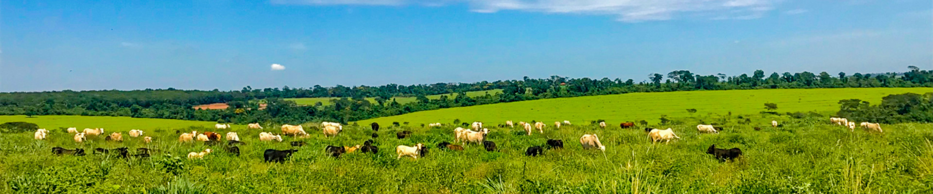 Cattle in a pasture